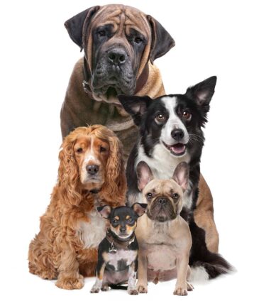 Five dogs in front of a white background