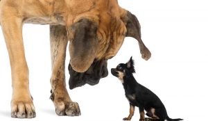 Great Dane looking at a Chihuahua sitting