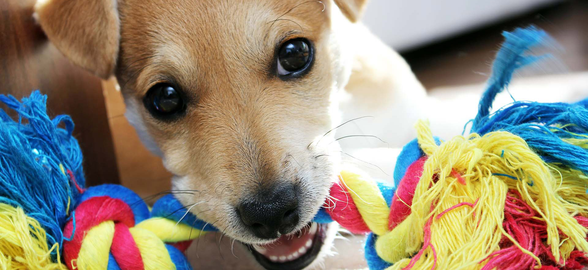 chewing rope