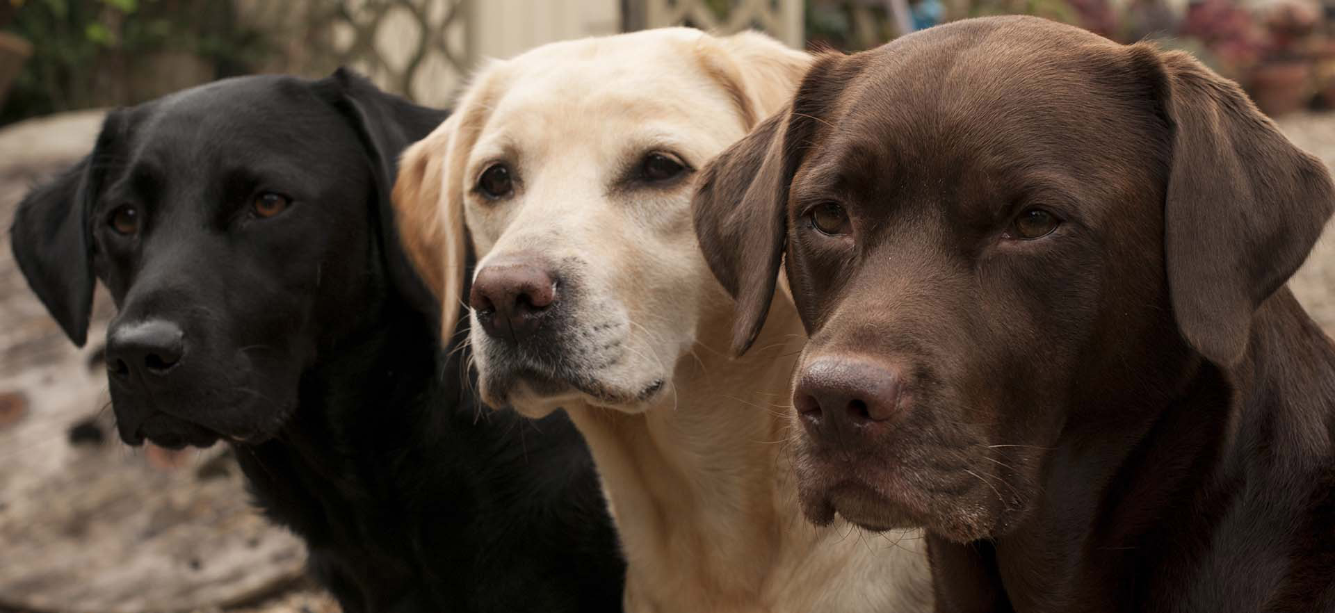 labradors